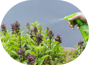 Pesticides