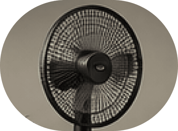 Fans