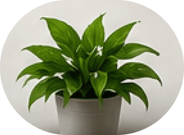 Potted Houseplants