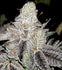 files/auto-wedding-cake-strain-linda-seeds-hanfsamen-weed-graine-cannabis-semilla.jpg