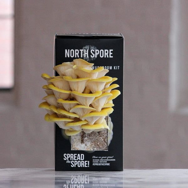 North Spore Golden Oyster Mushroom Spray & Grow Kit